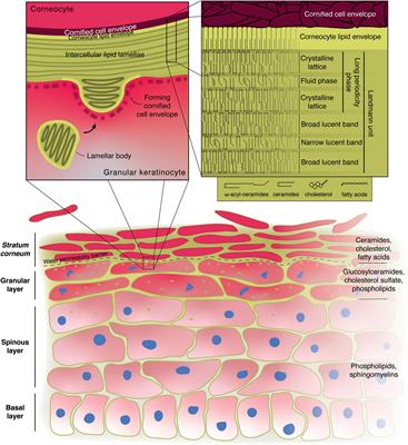 Keratinocytes In Skin